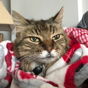 Meet your Posher, Cassandra